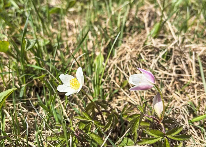Appartement Timberline Peak Duplex & Bath By Interhome *